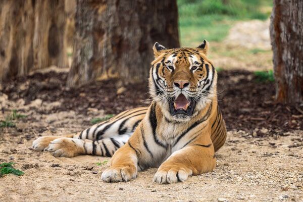 Khéops tigre La Tanière zoo refuge ©Christian Penin