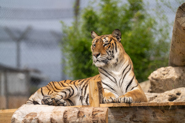 Pam tigresse refuge La Tanière ©Edouard Pacreau