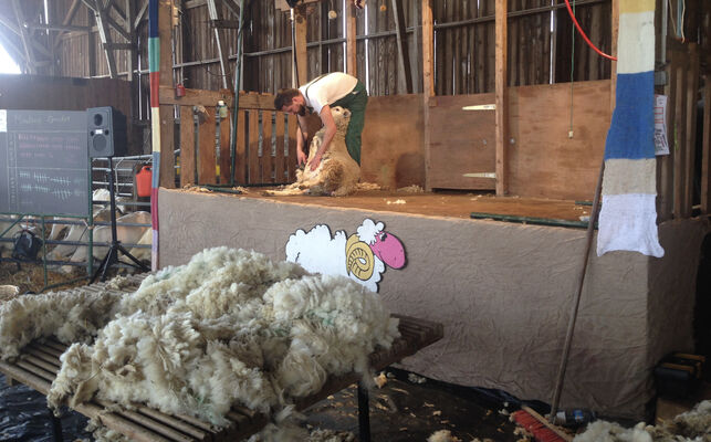 Tonte-de-mouton