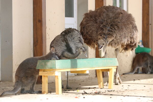 Wallaby Nandou Autruche ©Pascale Goulard