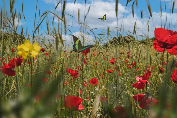 scene-de-printemps-avec-fleurs-et-papillon