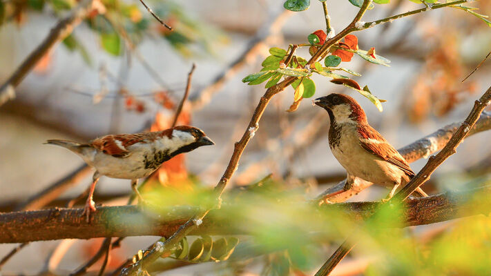 04-03-exposition-observons-les-oiseaux-apostrophe-chartres-16-9