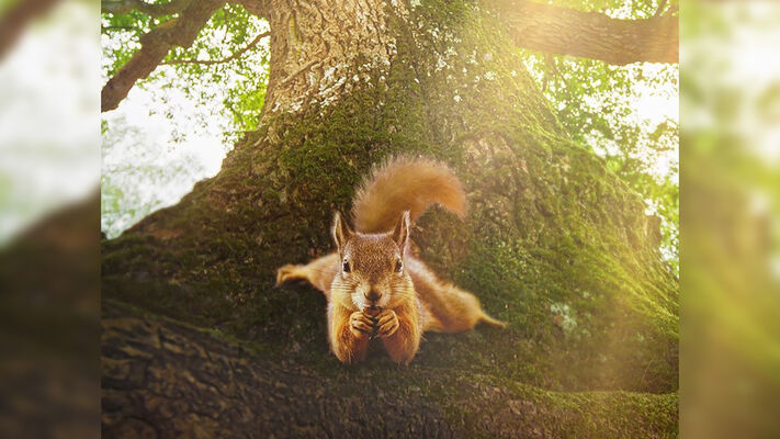 04-18-film-docu-le-chene-apostrophe-chartres-16-9