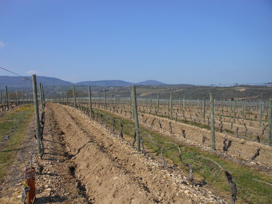 La vigne en fin d'hiver