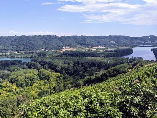Photo générique vignoble