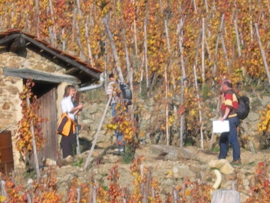 CO dans les vignobles