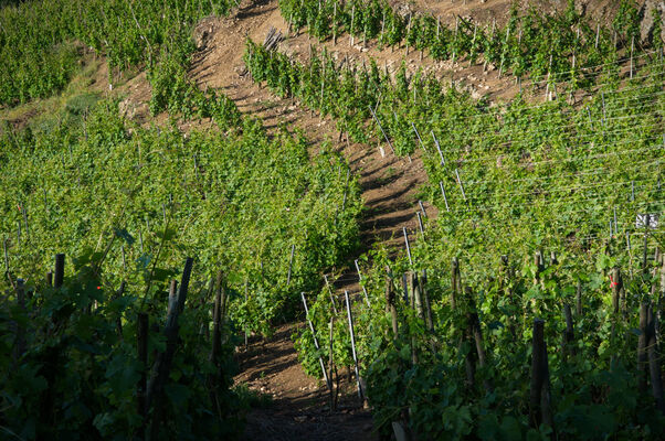 Domaine Degache