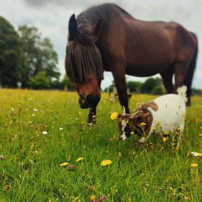 Cheval et chèvre
