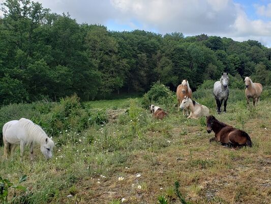 nuits-des-forets_balade_equestre_chevauxdebroceliande_trehorenteuc
