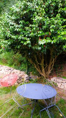 le jardin