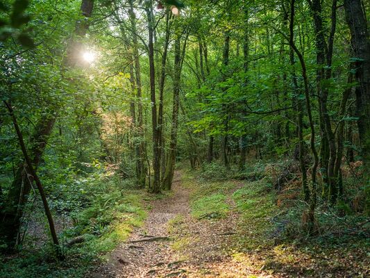 baladecontée_Concoret_DestinationBrocéliande