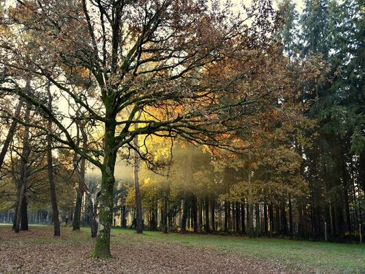 Camping de Brocéliande