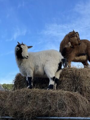 ferme pédagogique