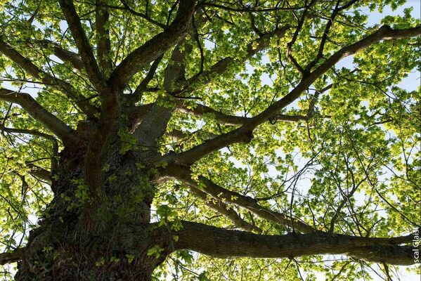 Atelier nature Breteil