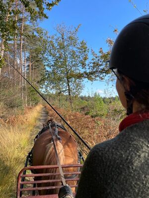 Attelage au goût sauvage_Paimpont_chemins forestiers_2