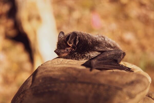 Balade chauve-souris_Maxent