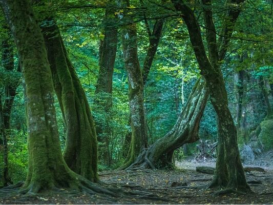 Broceliande-foretdelegendes_nuitsdesforets_Trehorenteuc