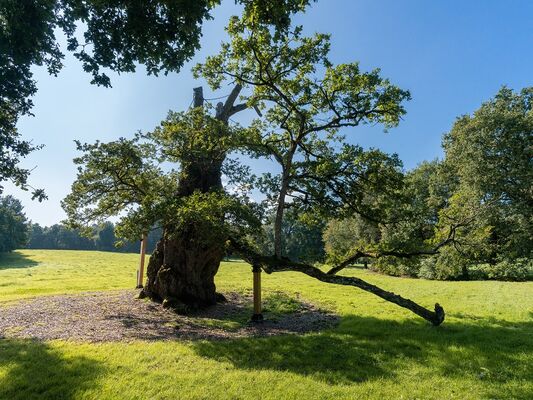 Chêne_Guillotin_Concoret_Brocéliande_Bretagne