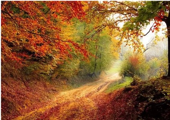 Bain de forêt