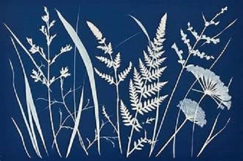 Cyanotype