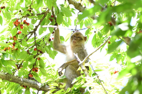Singe