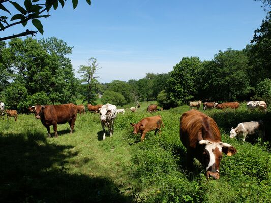 Vaches