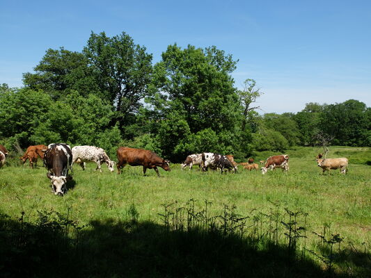 Vaches
