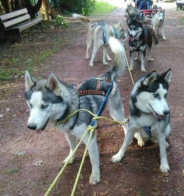Ferme Nordique_Paimpont_chiens_3