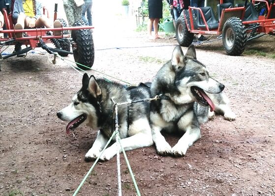 Ferme Nordique_Paimpont_chiens_4