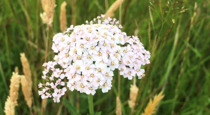 Folklore autour des plantes_Val Fortina