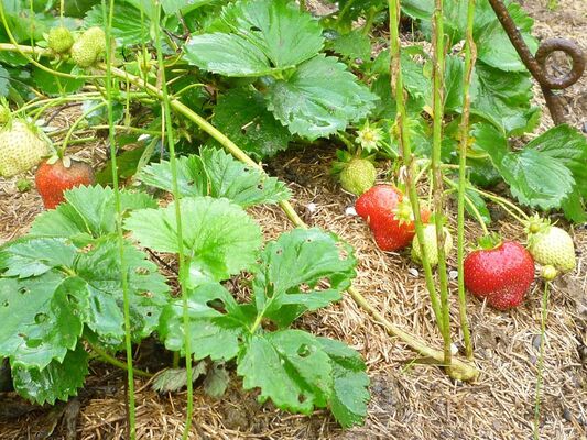 Fraises au jardin