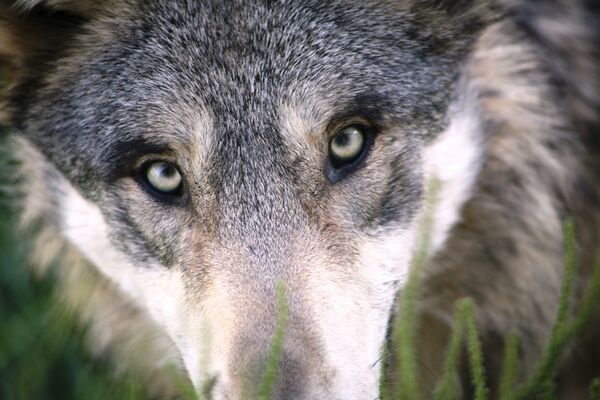 Huche Loup et Loup Pendu
