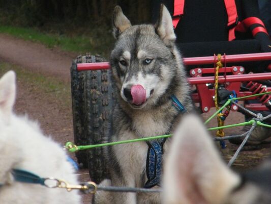 Huskies_4_Ferme Nordique Brocéliande_Paimpont