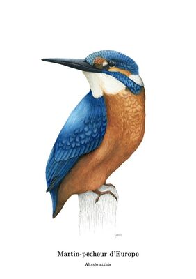 Illustrations Naturalistes-Pass'Temps-juin 2025