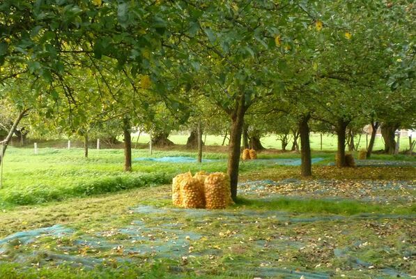 La récolte des pommes