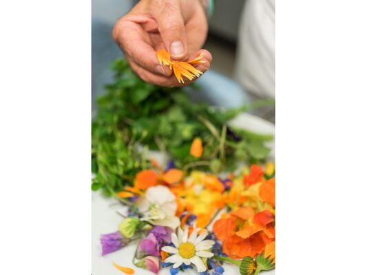 LesJardinsSauvages2