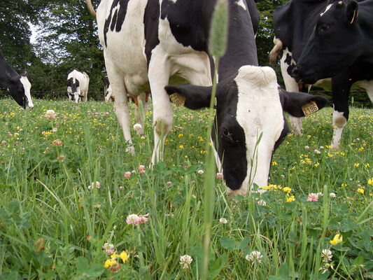 Ecotones - vache