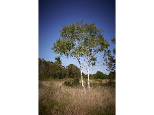 Site naturel-Landes de Monteneuf-Brocéliande-Bretagne