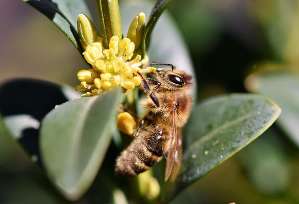 bee-3298374_1920