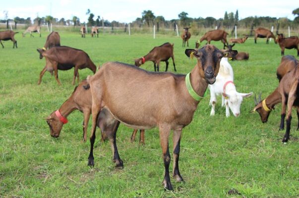 Les chèvres de la ferme de choupette
