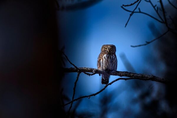 eurasian-pygmy-owl-8235624_1280