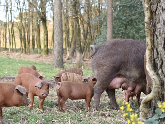 ferme-trevero-13