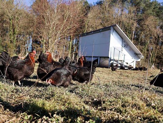 ferme-trevero-9
