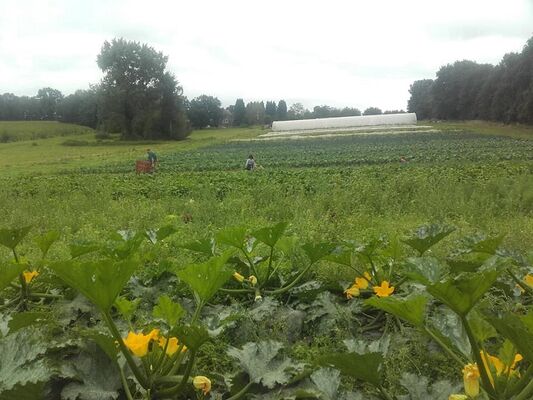 visite de ferme - Gourhert - maraîchage - Ploërmel