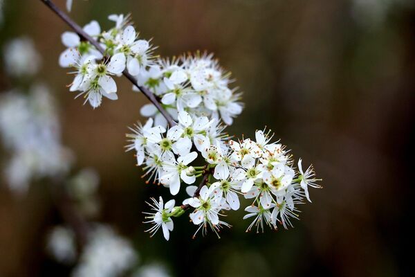 hawthorn-7894908_1280
