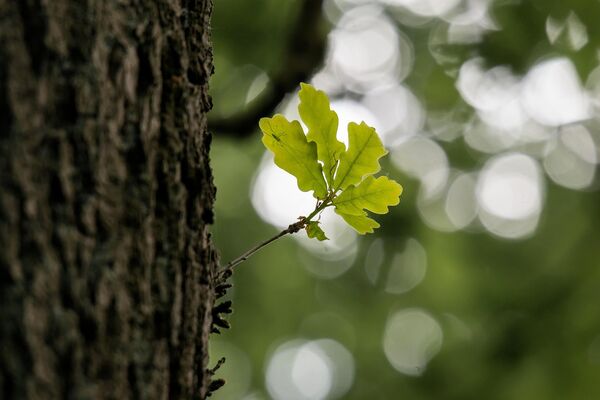 A la rencontre des arbres