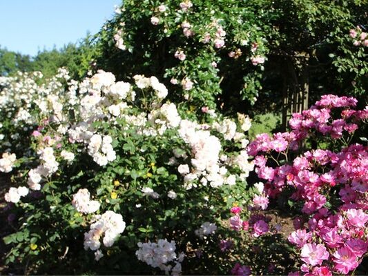 Jardins-Peignie-Ménéac-Destination-Brocéliande-Bretagne