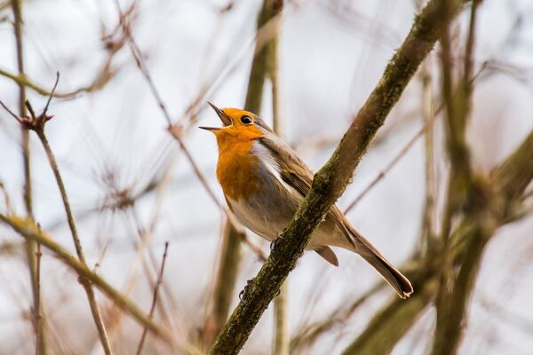 sortie oiseaux