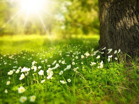 spring-276014_1920
