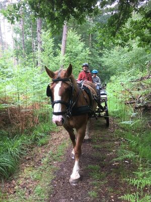 Attelage au goût sauvage_Paimpont_chemins forestiers